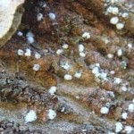 Close up of woolly spots from balsam woolly adelgid on bark