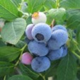 cluster of ripe blueberries ready to be picked off plant