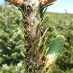 Cinara aphids found in the spring will most likely no longer be present in a field by fall