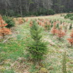 Trees dying from Phytophthora root rot