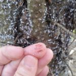 living balsam woolly adelgid