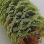 twig aphids in cone