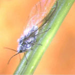 winged twig aphid