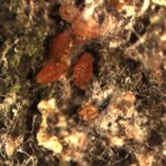 balsam woolly adelgid crawlers
