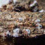 balsam woolly adelgid eggs on bark
