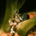 balsam woolly adelgid female with eggs