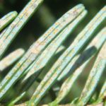 Cryptomeria scale nymphs resemble fried eggs on underside of needle