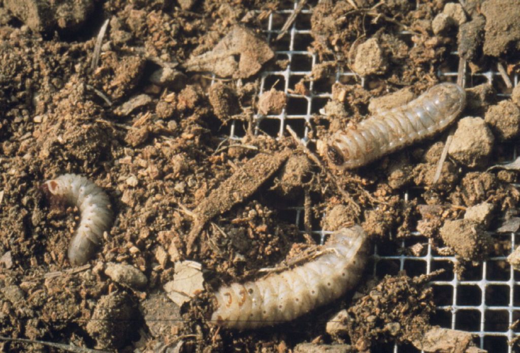 Green June beetle grubs appear to 'crawl' on their backs. They do not feed on tree roots.