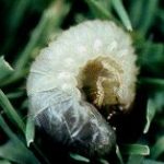 White grubs are typically curled up in a C-shape