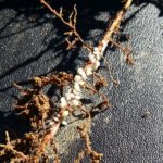 Root aphids feeding on a root