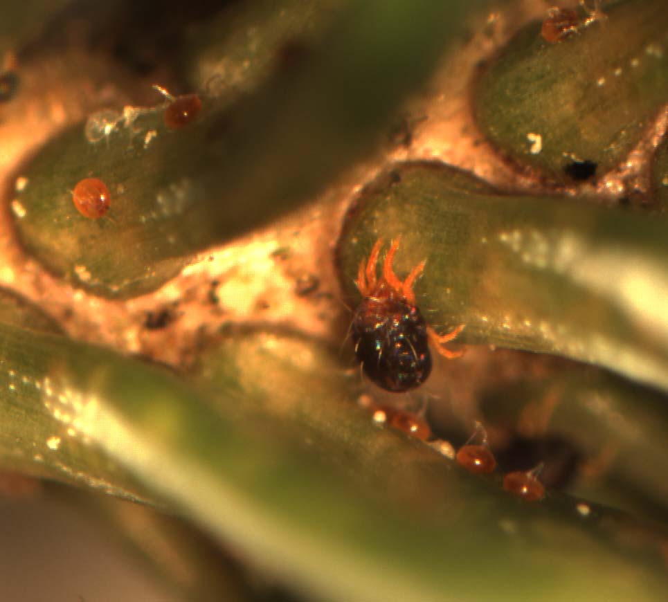 female spruce spider mite
