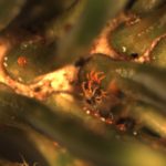 male spruce spider mite mating with female