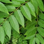 Tree-of-heaven has compound leaves that sometimes have small knobs toward the base