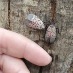 Two spotted laternfly adults beside human finger to show relative size