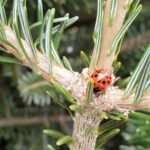 Adult lady beetles are easy to spot in trees.