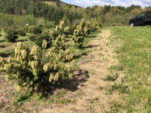 Cover photo for The 2020 Spring Freeze, Christmas Tree Injury, & Pruning Response.