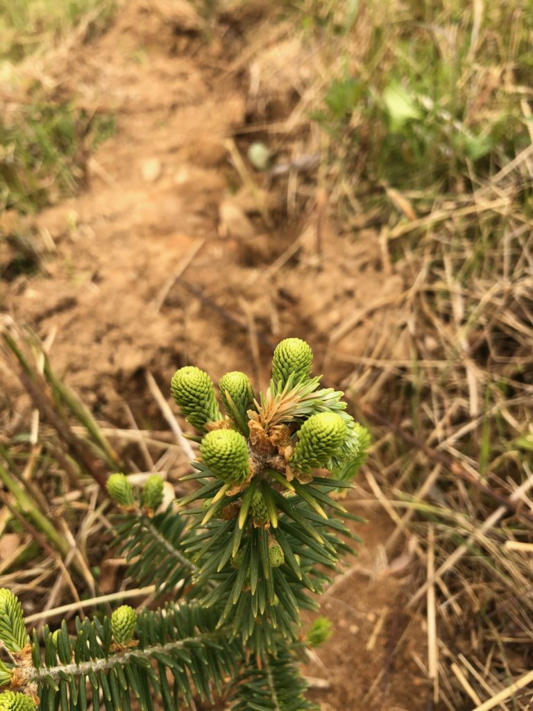 Image shows shoots breaking from the crown bud on a Fraser fir seedling. Lateral shoots appear to be healthy. The central leader shoot has been killed by freezing temperatures.