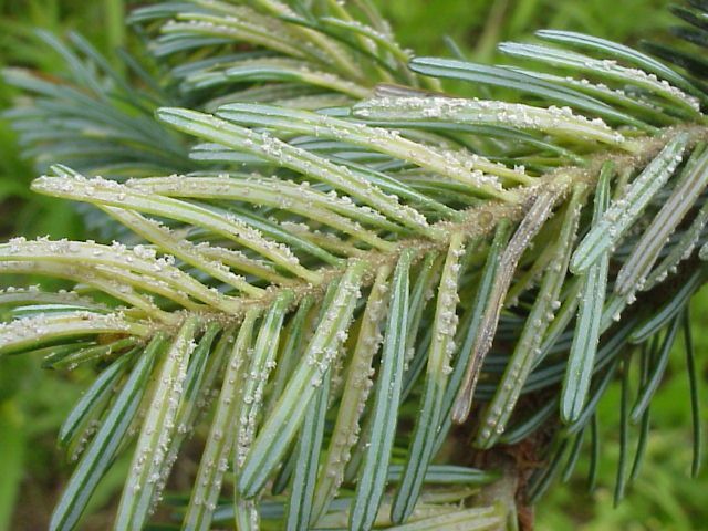 White spores of fir/fern rust erupting from the underside of infected needles.