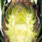 A healthy Fraser bud sliced open to reveal a green bud with bumps that will develop into needles and well formed bud scales protecting it.
