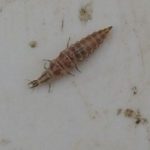 Lacewing larva on beat plate