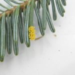 Lady beetle eggs in a cluster on Fraser fir needles indicate that larva will soon be feeding on twig aphids