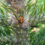 Lady beetle pupa on Fraser fir trunk