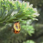 Lady beetle pupa on needles indicates that lady beetles are feeding on aphids and reproducing in trees.