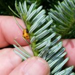 Lady beetle pupa on Fraser fir shoot may look like it is feeding on the shoot, but it's not