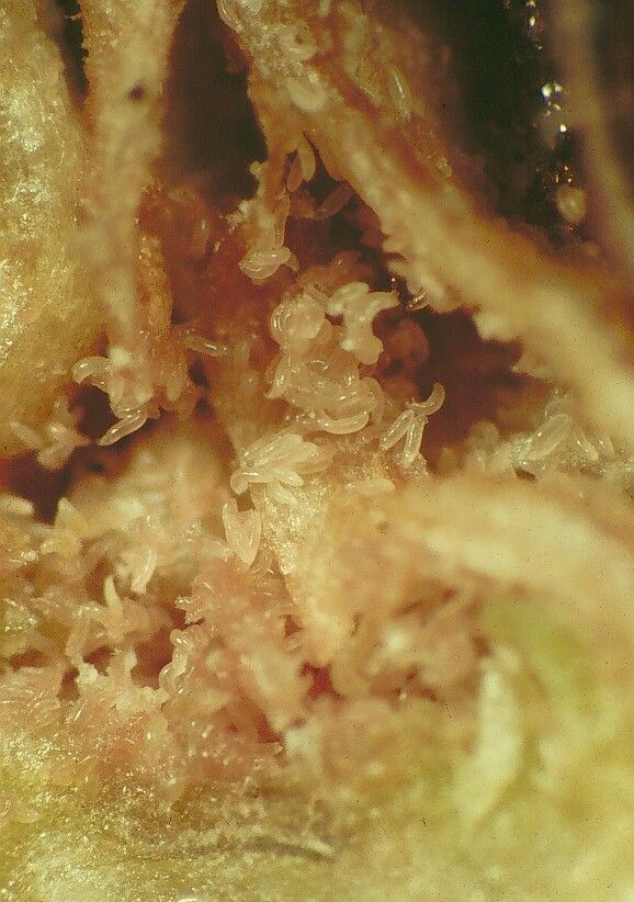 Hundreds of rosette bud mites live in the cavity in the bud that formed due to their feeding.