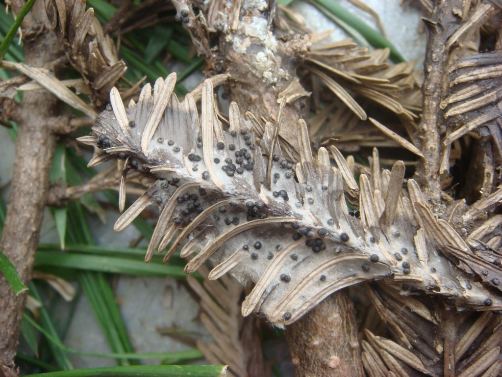 Rosellinia blight showing fungal mat and spore structures.