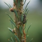 Weevil feeding on Fraser fir shoot