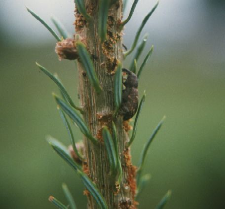 Weevil feeding on Fraser fir shoot