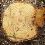 Healthy cut Fraser fir stump showing growth rings, healthy wood, and not balsam woolly adelgid damage
