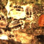 Balsam woolly adelgid nymphs and crawler