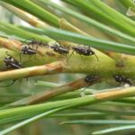 Cinara aphids on white pines