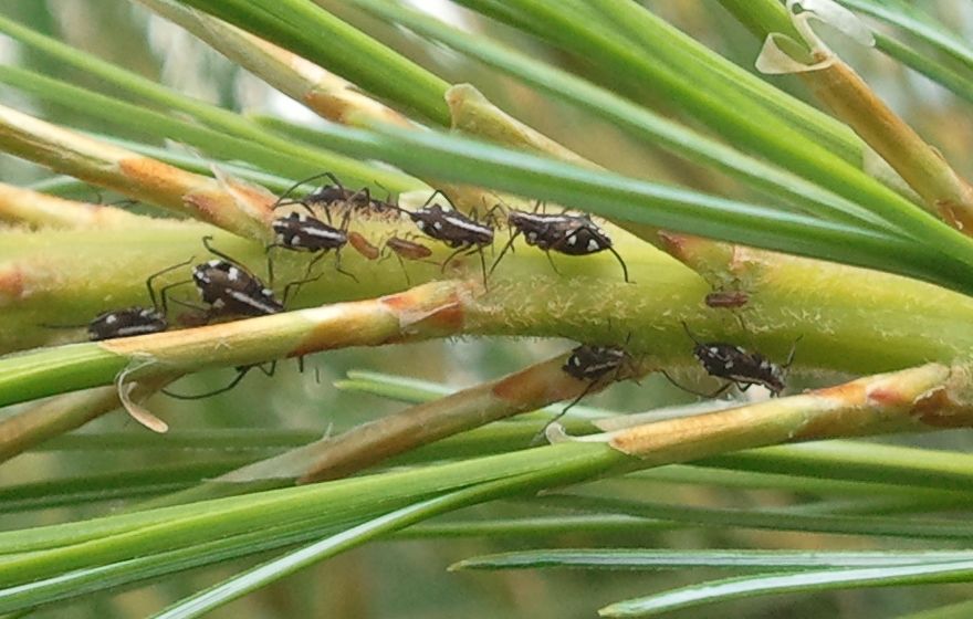 Cinara aphids on white pines