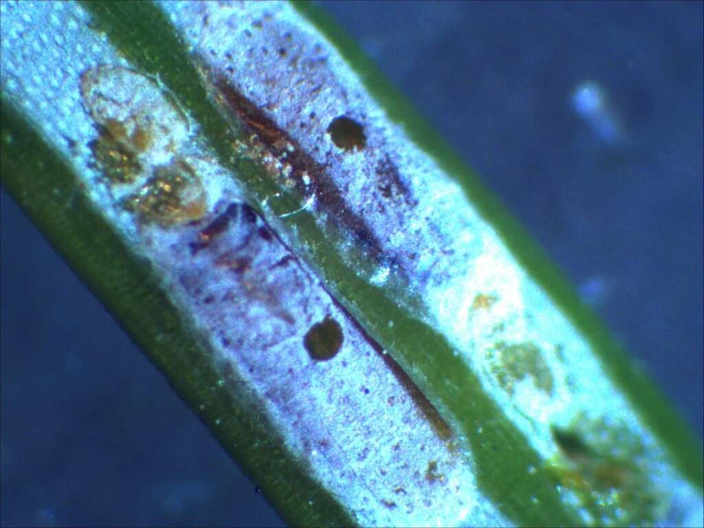 Emergence holes of parasitic wasp in elongate hemlock scales