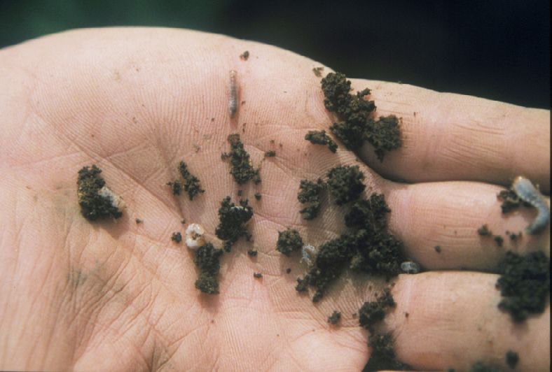 Small white grubs on hand