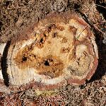 Annosus root rot