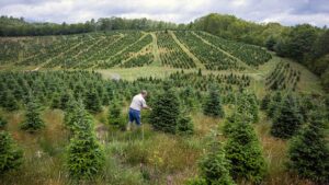 NC State Extension Christmas tree experts help growers producers and consumers Hurricane Helene